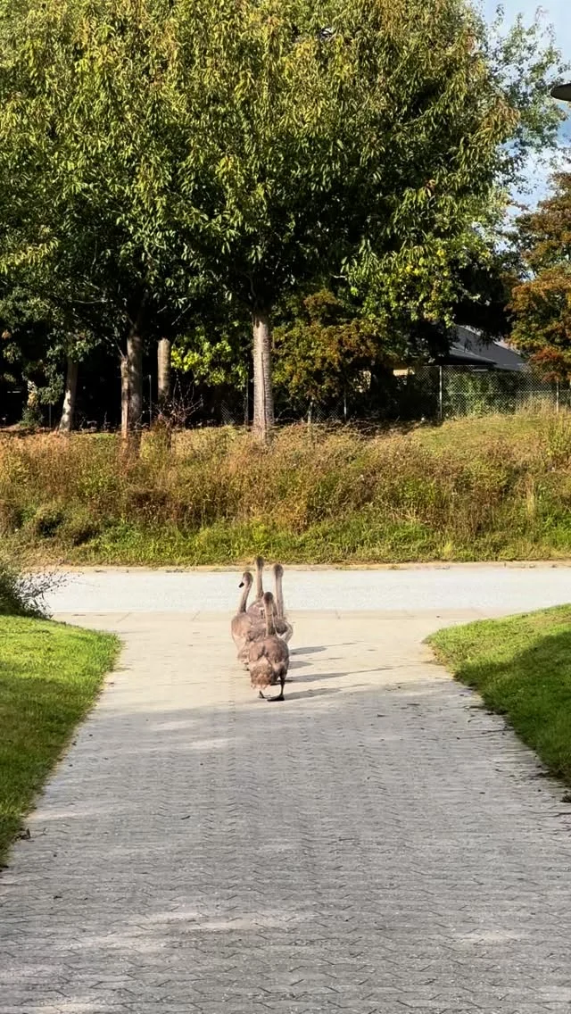 Så blev det mandag 🦢❤️ #vgliv